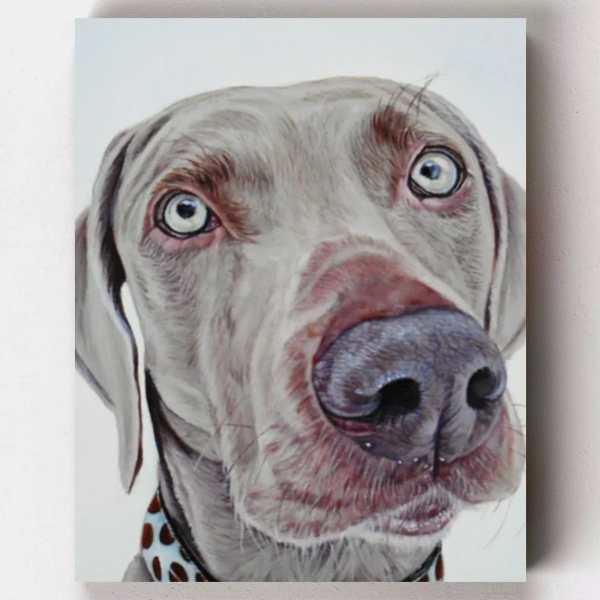 Curious Weimaraner Paint by Numbers Kit