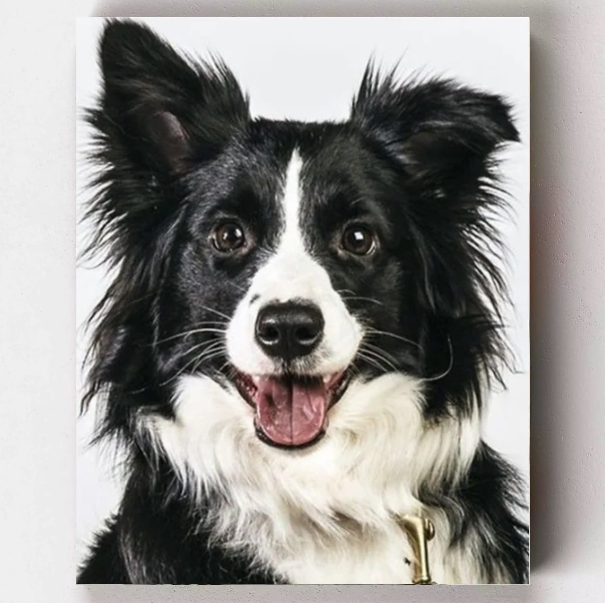 Loyal Border Collie Paint by Numbers Kit